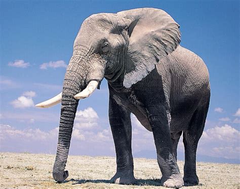 大象代表